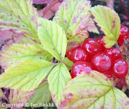 Rubus saxatilis, lillukka